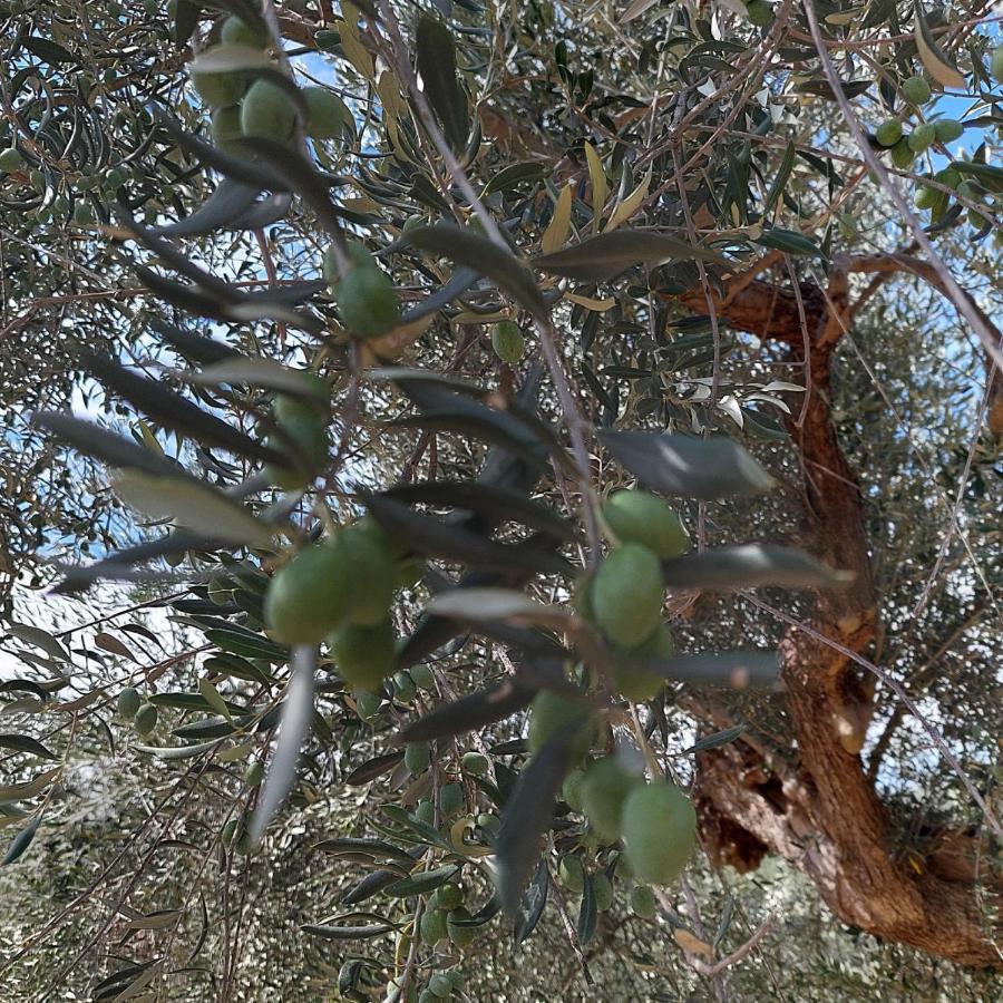 Villa Ferranti Abruzzo Montefino Dış mekan fotoğraf